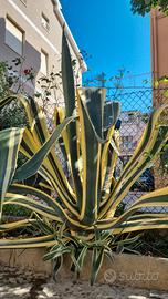 Agave americana variegata