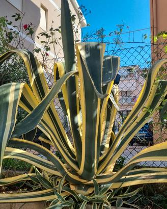 Agave americana variegata