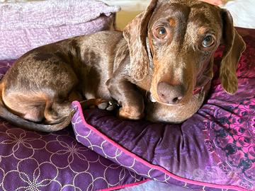 Bassotto nano Arlecchino per monta