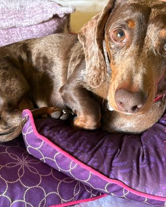 Bassotto nano Arlecchino per monta