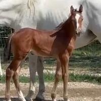 Puledra italiana 2025