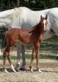 Puledra italiana 2025