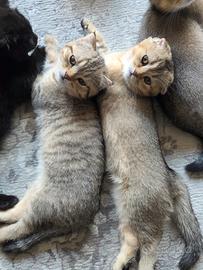 Gatto scottish