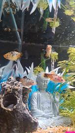 Pesci incrocio guppy x platy calico maschio