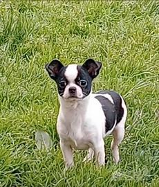 Chihuahua cucciola Pedigree ENCI