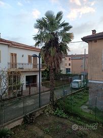 Palme 
