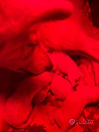 Cuccioli di pastore svizzero con pedigree