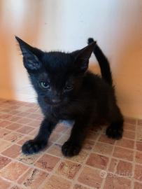 Gattino nero