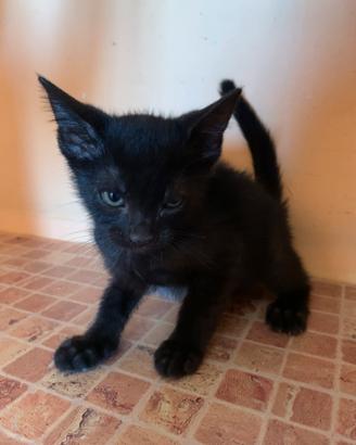 Gattino nero
