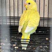 Coppia di pappagallini, Cocorite