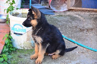 Cucciolo maschio Pastore tedesco
