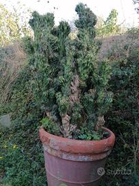 CACTUS CEREUS JAMACARU