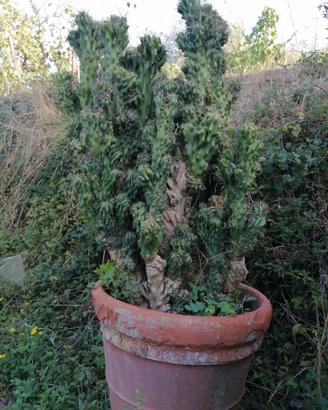 CACTUS CEREUS JAMACARU