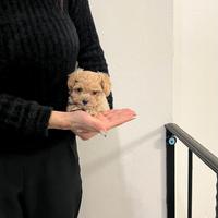 Maltipoo mini toy albicocca red disponibili subito