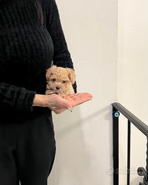 Maltipoo mini toy albicocca red disponibili subito