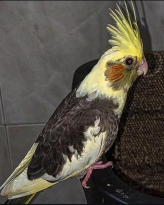 Calopsitta