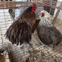 Coppia araucane novelle