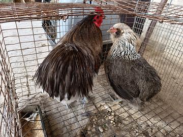 Coppia araucane novelle