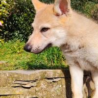 Cucciolo ibrido di cane lupo