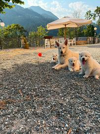 Cuccioli di Pastore Svizzero