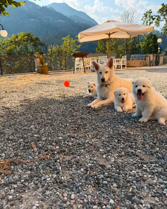 Cuccioli di Pastore Svizzero
