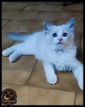 Ragdoll