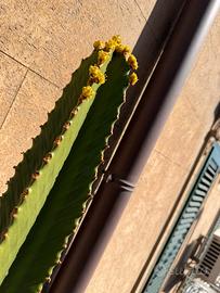 Euphorbia h 220 cm pianta vera in vaso