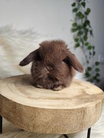 Mini lop