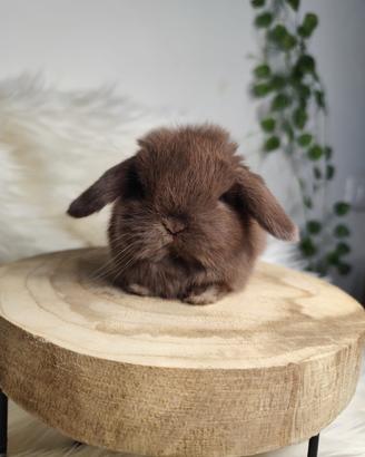 Mini lop