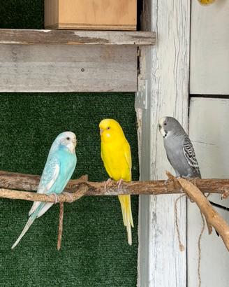 Uccelli cocoriti e diamantini di gould