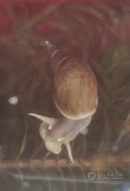 Lumache Lymnaea stagnalis