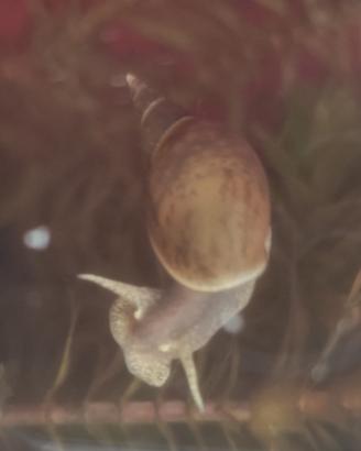 Lumache Lymnaea stagnalis