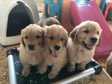 Golde Retriever Americano