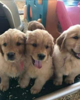Golde Retriever Americano