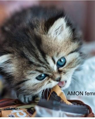 Disponibili ancora 2 meravigliosi cuccioli di pers