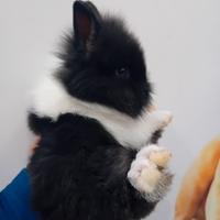 Cuccioli coniglietti nani testa di leone