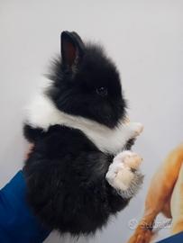 Cuccioli coniglietti nani testa di leone
