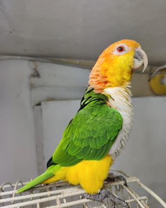 Caicchi testa arancio 