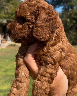 Barboncino TOY RED
