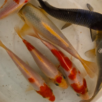 Carpe Koi laghetto