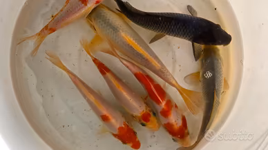 Carpe Koi laghetto