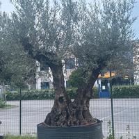 Ulivo doppio