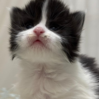 Maine coon