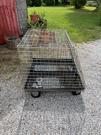 Box trasporto cani