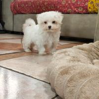 Cucciolo maltese toy