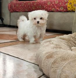 Cucciolo maltese toy