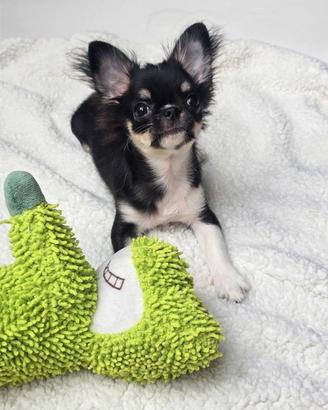Chihuahua super maschietto pedigree ENCI