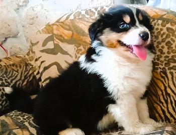 Cucciola Pastore Australiano