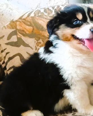 Cucciola Pastore Australiano
