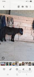 Pony